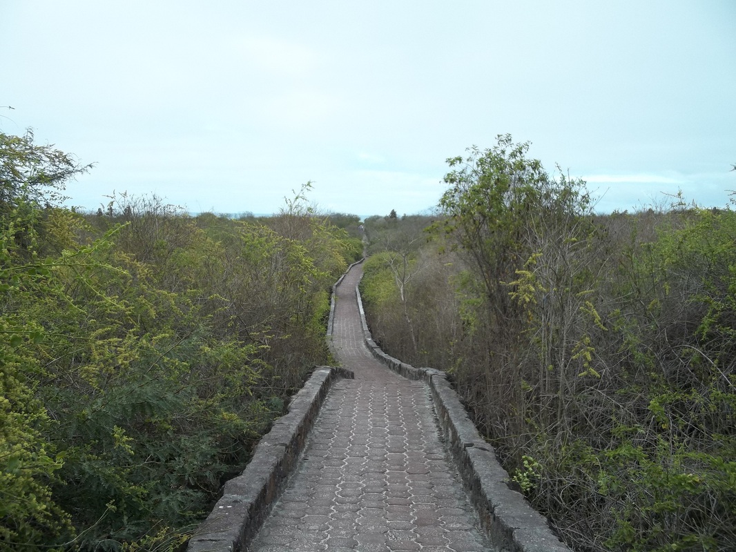 Trail to Tortuga Bay