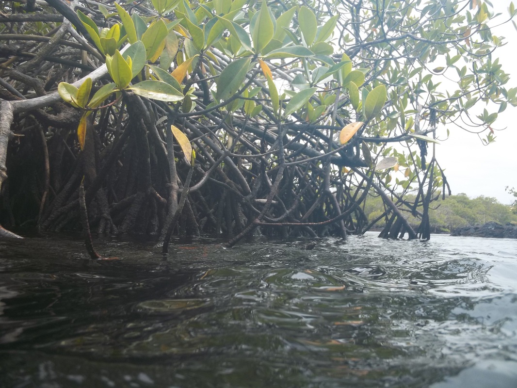 Mangroves in Los Tuneles