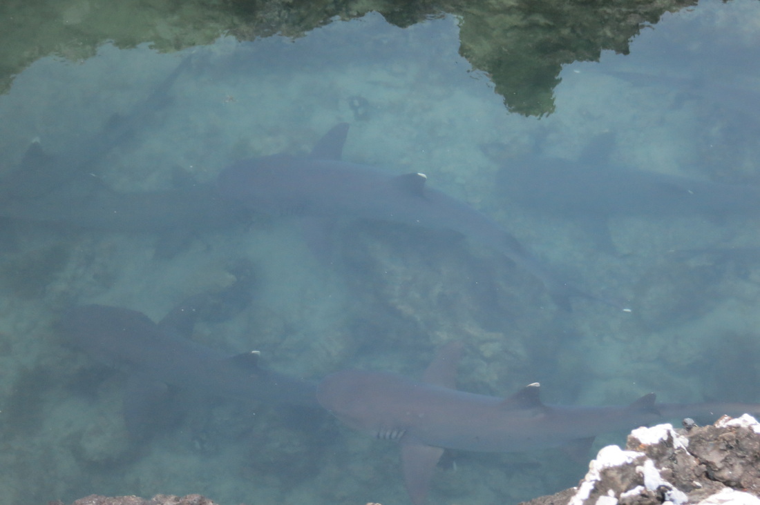 White-tipped sharks Los Tintoreras