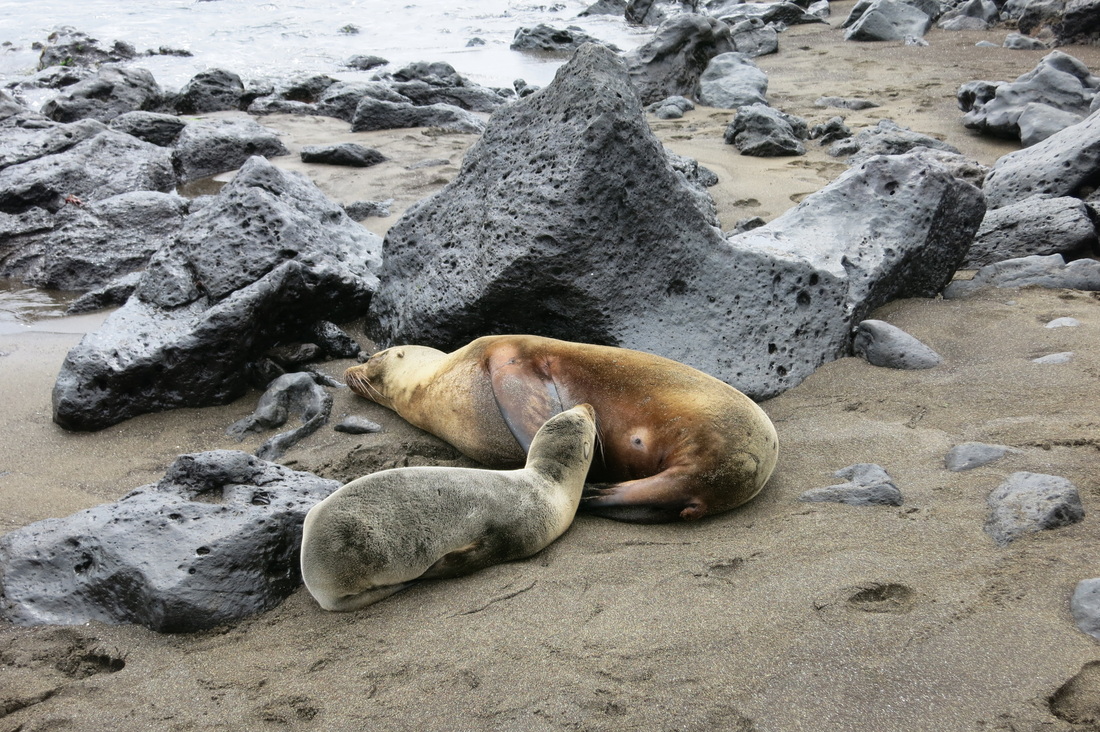 Sea lions on Playa Negra