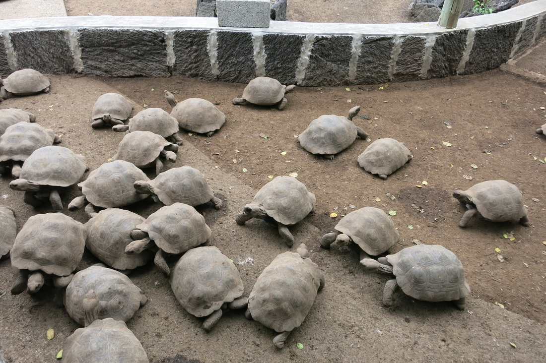 baby Galapagos tortoises