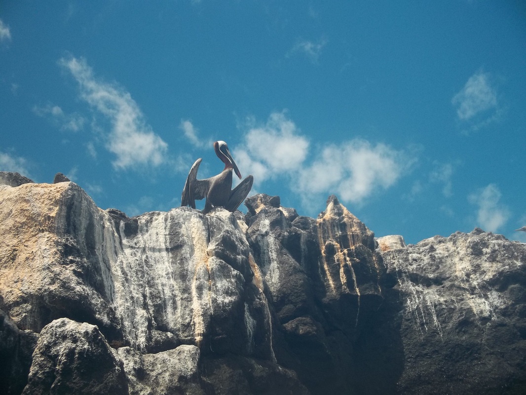 Pelican on Rock