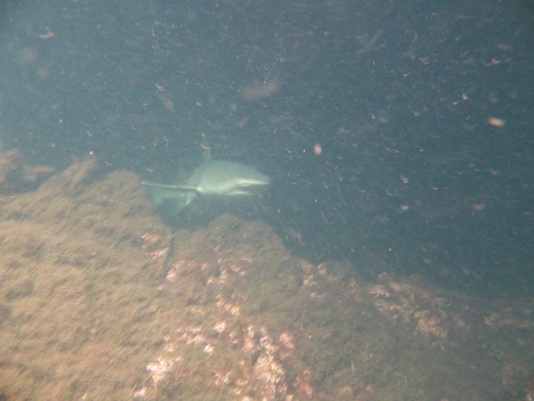 White-tipped shark in Los Tuneles