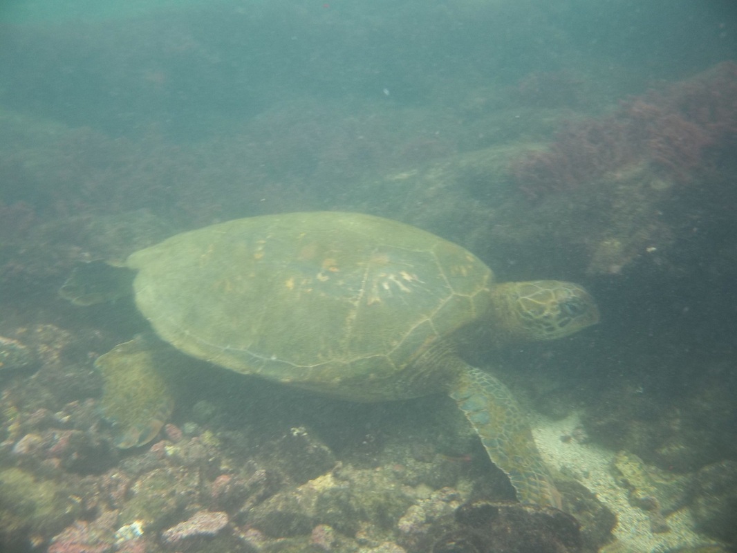 Sea Turtle Los Tuneles