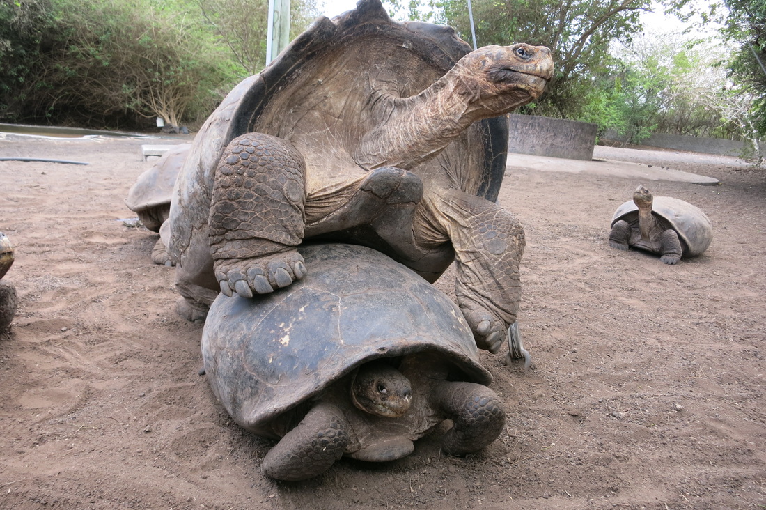 Giant Tortoises mating