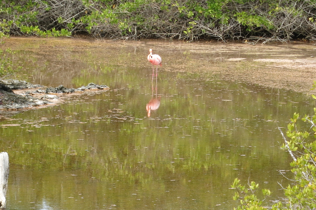 Flamingo Isabela Island
