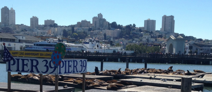 Sea Lions, San Francisco, Pier 39, Fisherman's Wharf